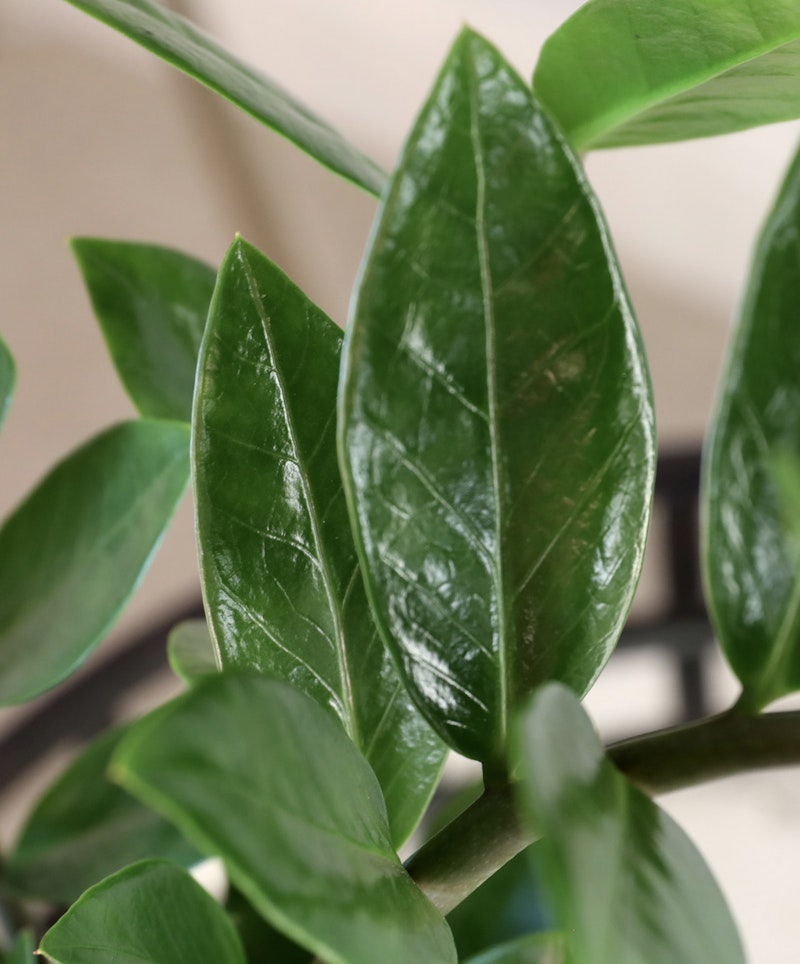 Close-up of shiny, green leaves of an indoor plant, highlighting the veins and textures, with a blurred background suggesting a domestic setting.