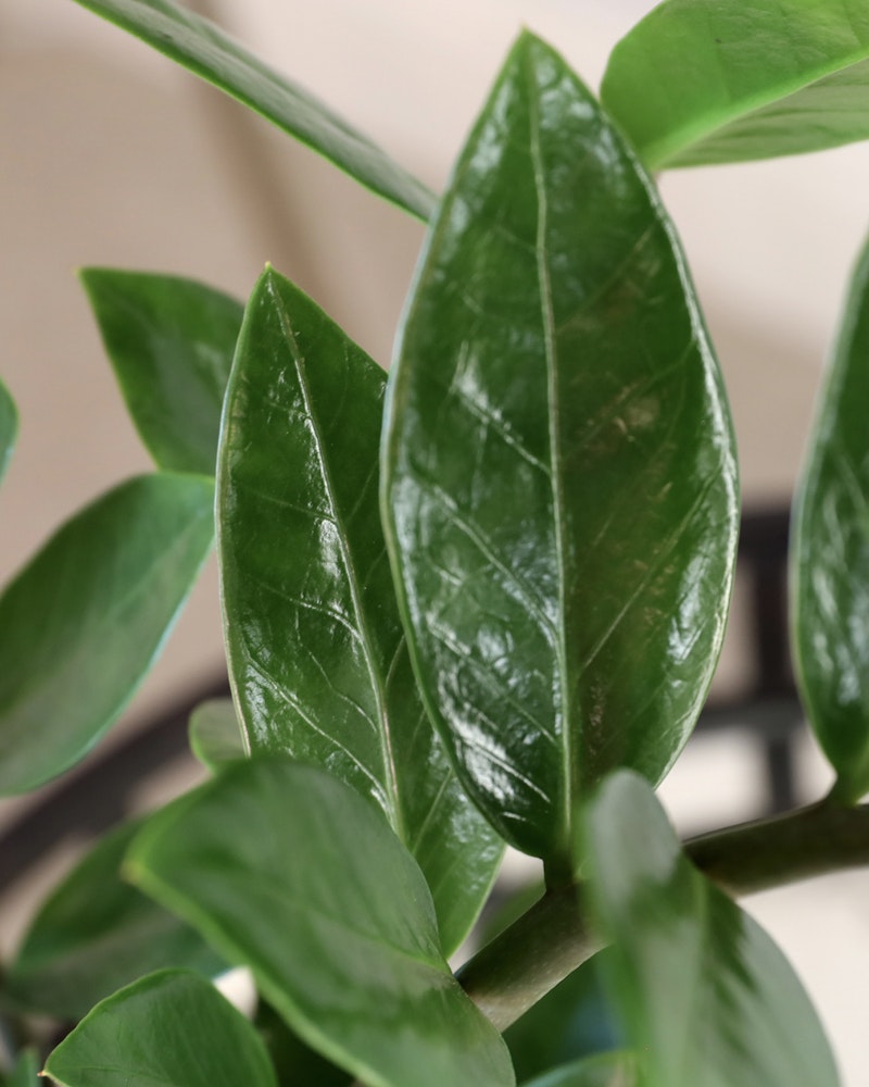 Close-up of shiny, green leaves of an indoor plant, highlighting the veins and textures, with a blurred background suggesting a domestic setting.
