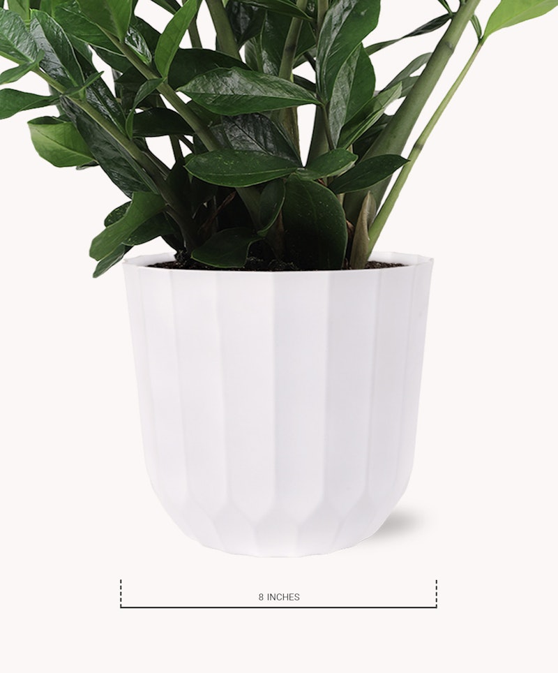 Green potted plant with lush leaves in a modern white geometric planter, isolated on a white background with a measurement indicator showing 8 inches.