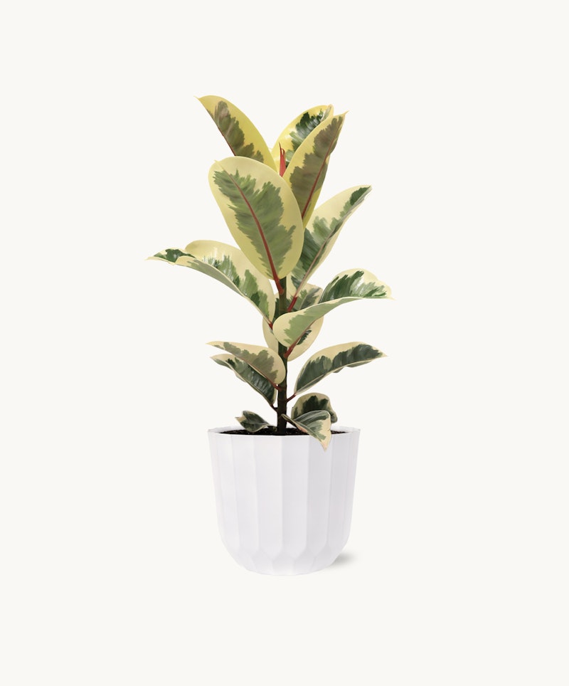 Variegated rubber plant with green and yellow leaves in a modern white ridged planter against a clean white background, perfect for minimalist decor.