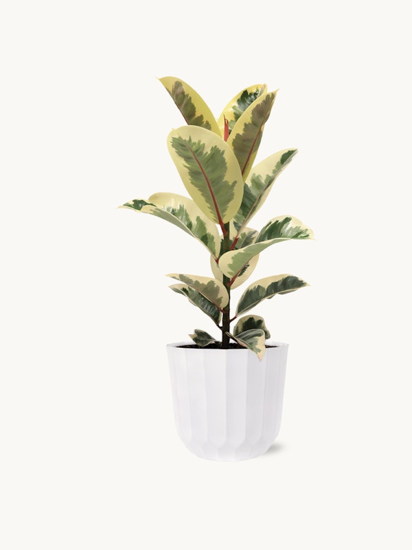 Variegated rubber plant with green and yellow leaves in a modern white ridged planter against a clean white background, perfect for minimalist decor.