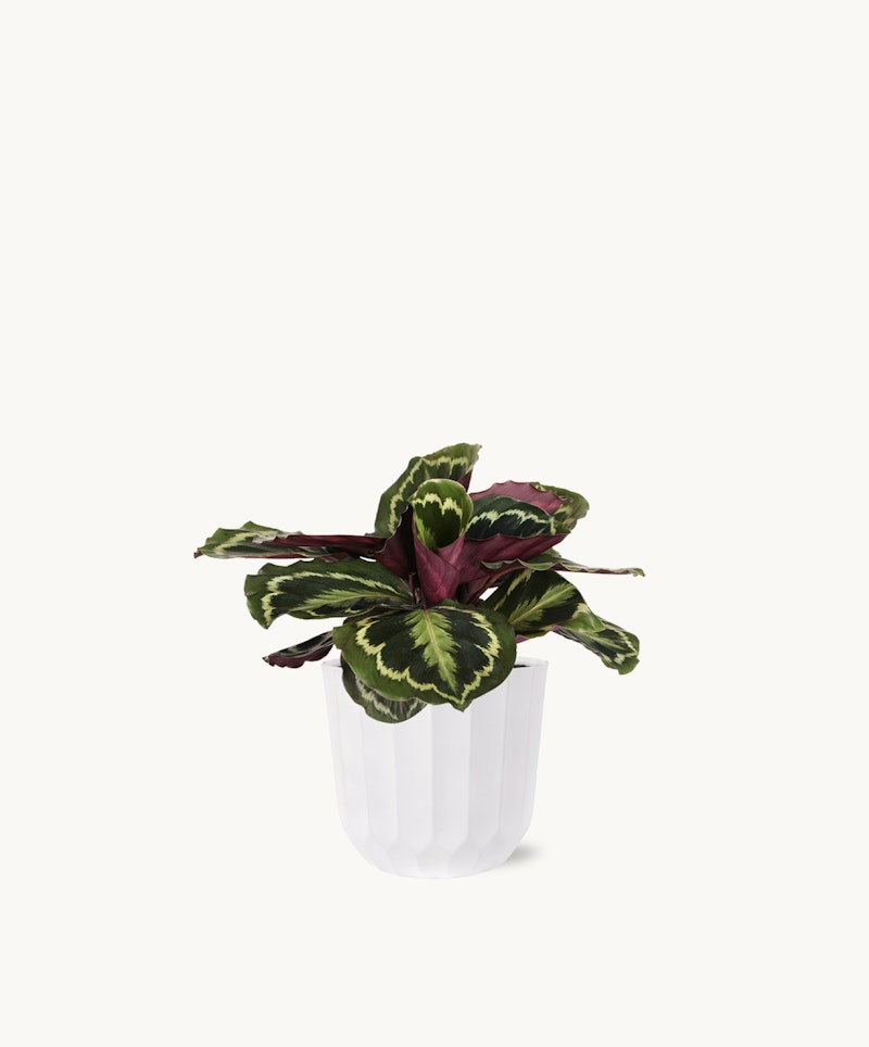 Vibrant Calathea plant with green and purple leaves in a white fluted planter isolated on a white background, perfect for home or office decor.