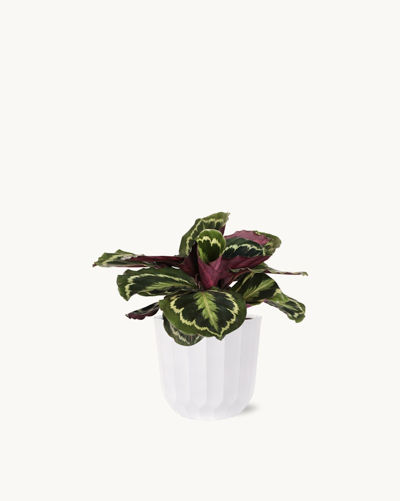 Vibrant Calathea plant with green and purple leaves in a white fluted planter isolated on a white background, perfect for home or office decor.