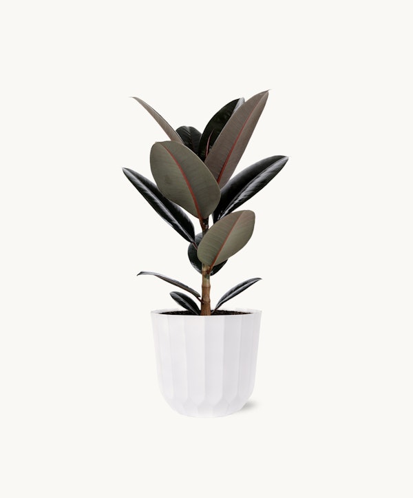 A lush rubber plant with dark green leaves and burgundy undersides, potted in a stylish white fluted planter, isolated on a clean white background.