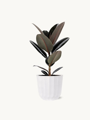 Elegant rubber plant in a stylish white pot, perfect for indoor decor.