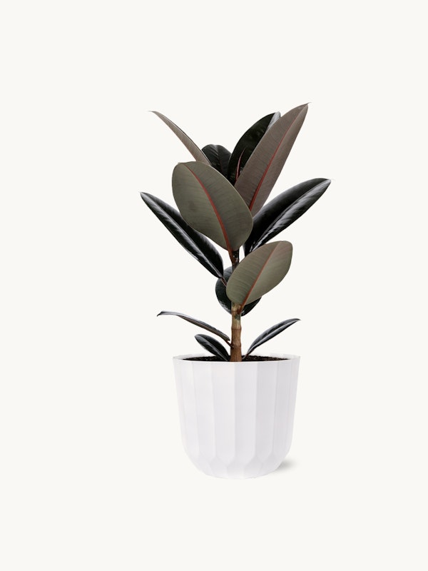 A lush rubber plant with dark green leaves and burgundy undersides, potted in a stylish white fluted planter, isolated on a clean white background.