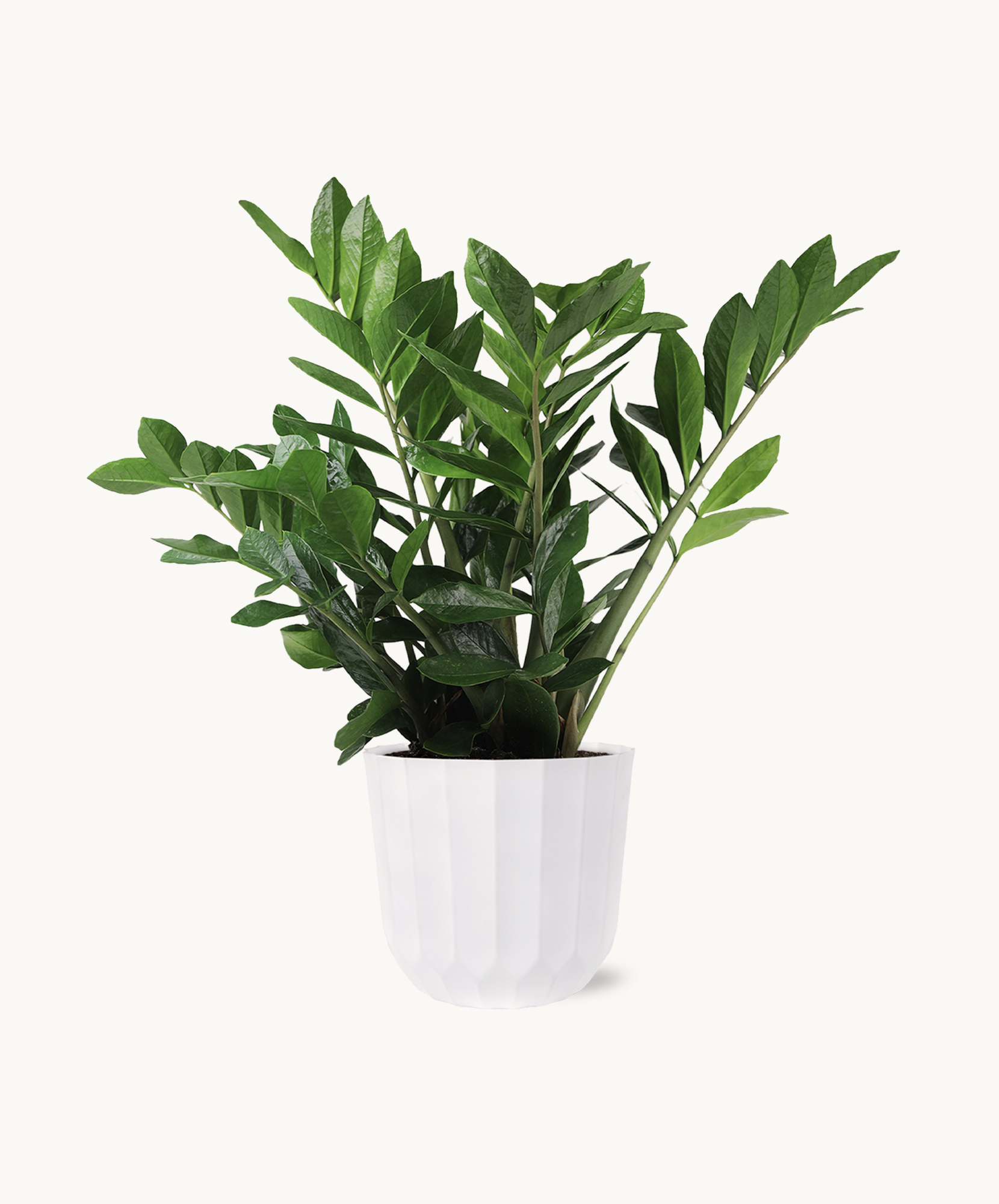 Lush green zz plant in a modern white pot, adding elegance to any space. Perfect indoor decor.