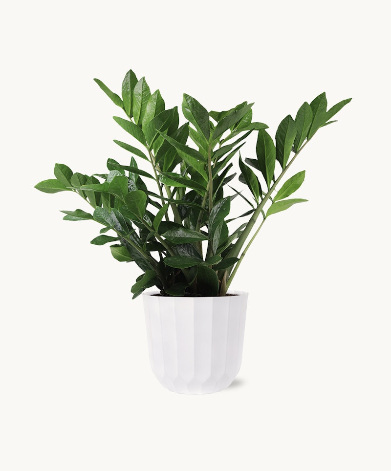 Lush green potted plant with elongated leaves in a simple white fluted planter, isolated on a clean white background, demonstrating indoor plant decor.