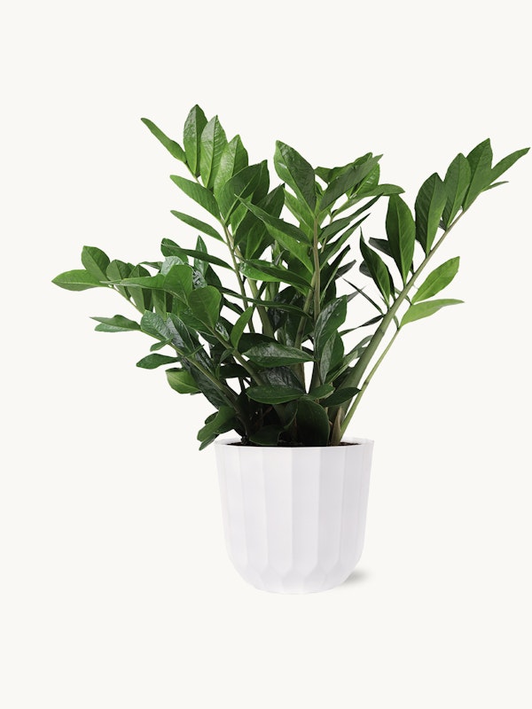 Lush green potted plant with elongated leaves in a simple white fluted planter, isolated on a clean white background, demonstrating indoor plant decor.