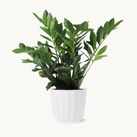 Lush green zz plant in a modern white pot, adding elegance to any space. Perfect indoor decor.