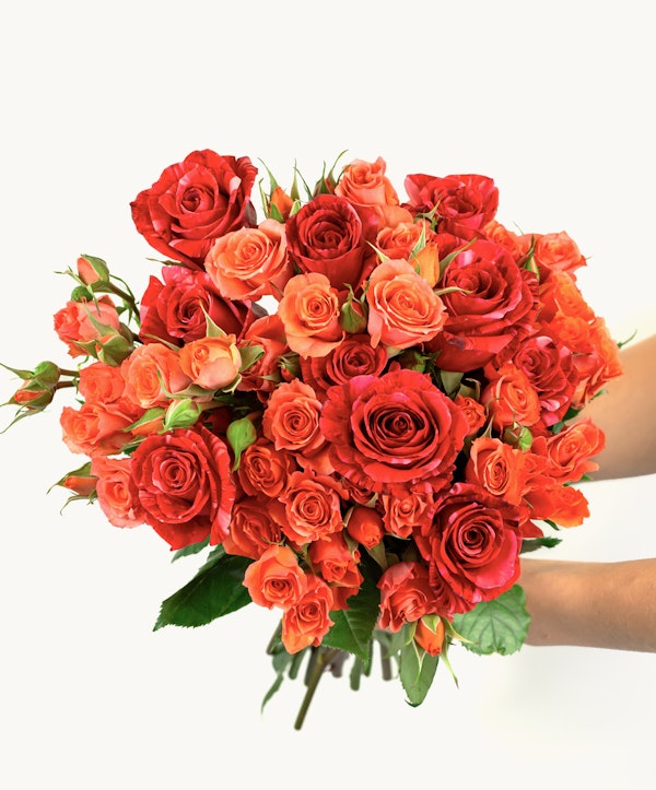 Bouquet of fresh red and orange roses of varying sizes held by a person against a white background, symbolizing romance or special occasions.