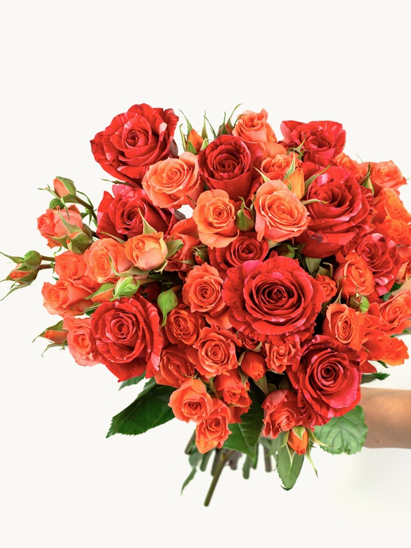 Bouquet of fresh red and orange roses of varying sizes held by a person against a white background, symbolizing romance or special occasions.