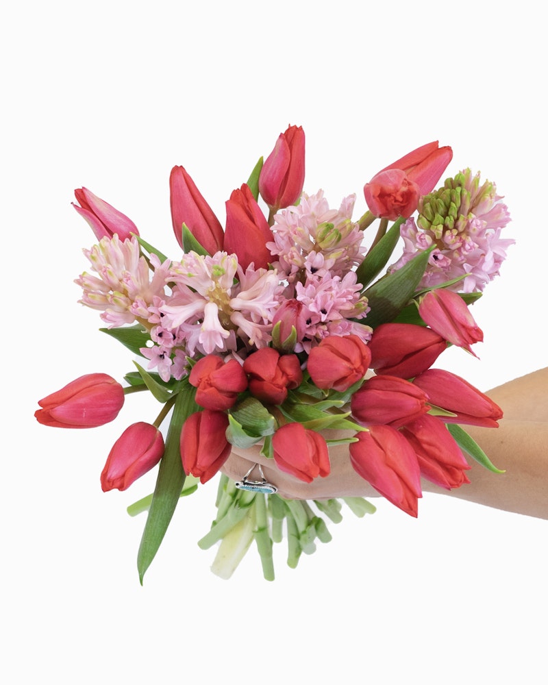 Hand holding a vibrant bouquet of red tulips and pink hyacinths with green stems and leaves against a white background, symbolizing fresh spring floral arrangement.