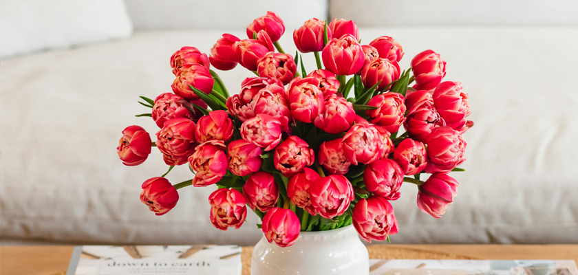 Vibrant bouquet of pink tulips in a white vase, adding charm to any living space.