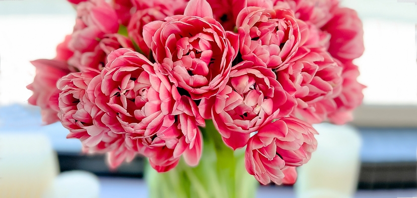 Vibrant pink tulip bouquet in a clear vase, perfect for brightening any living space.