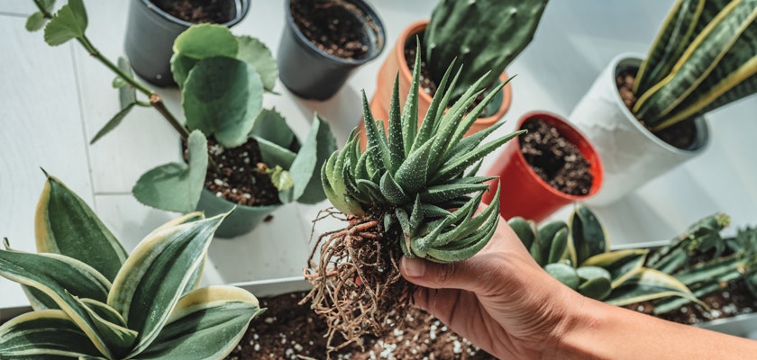 A person holding a vibrant green succulent with roots, surrounded by potted plants.