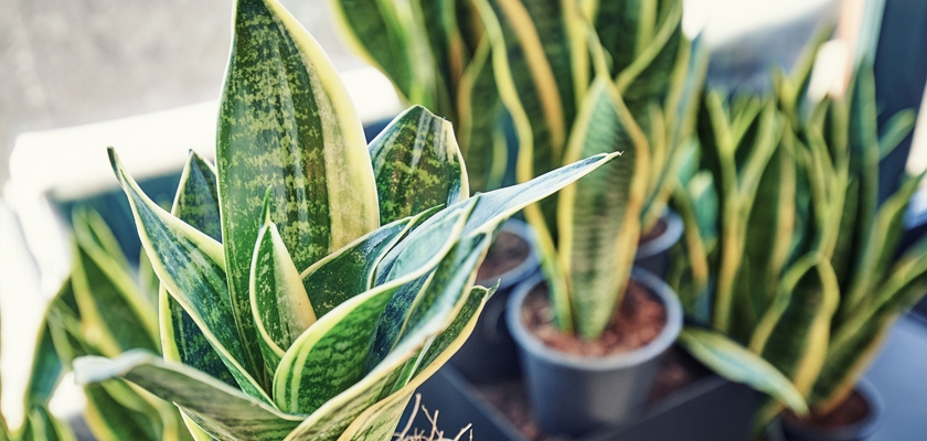 A vibrant collection of Sansevieria plants in decorative pots, ideal for home décor.