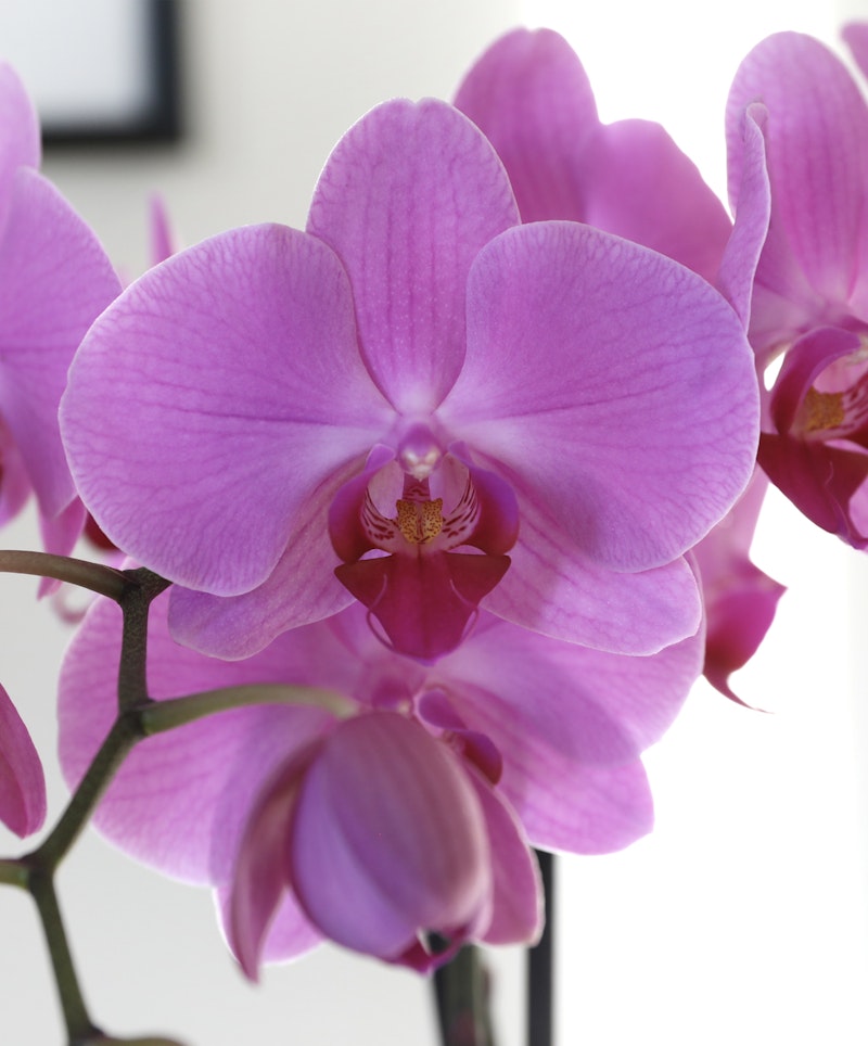 Close-up of vibrant pink Phalaenopsis orchids with a blurred background, showcasing the delicate petals and intricate patterns of the blooms.