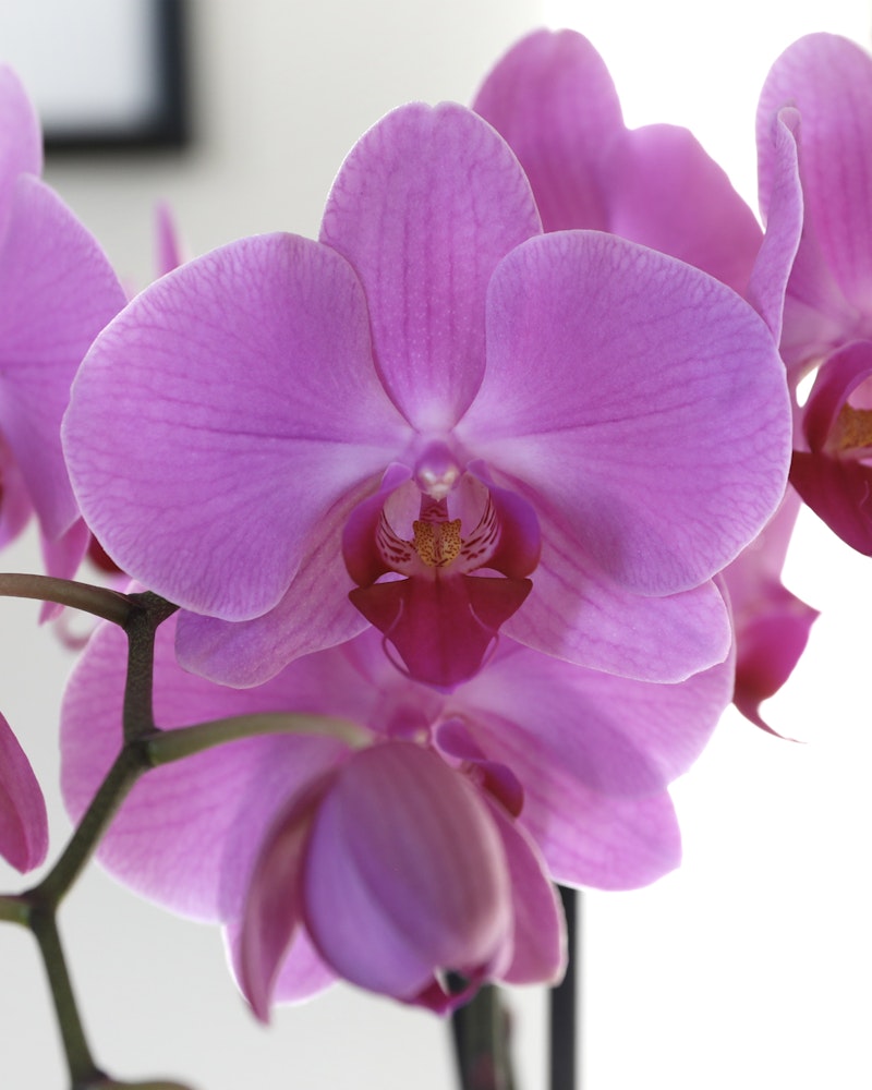 Close-up of vibrant pink Phalaenopsis orchids with a blurred background, showcasing the delicate petals and intricate patterns of the blooms.