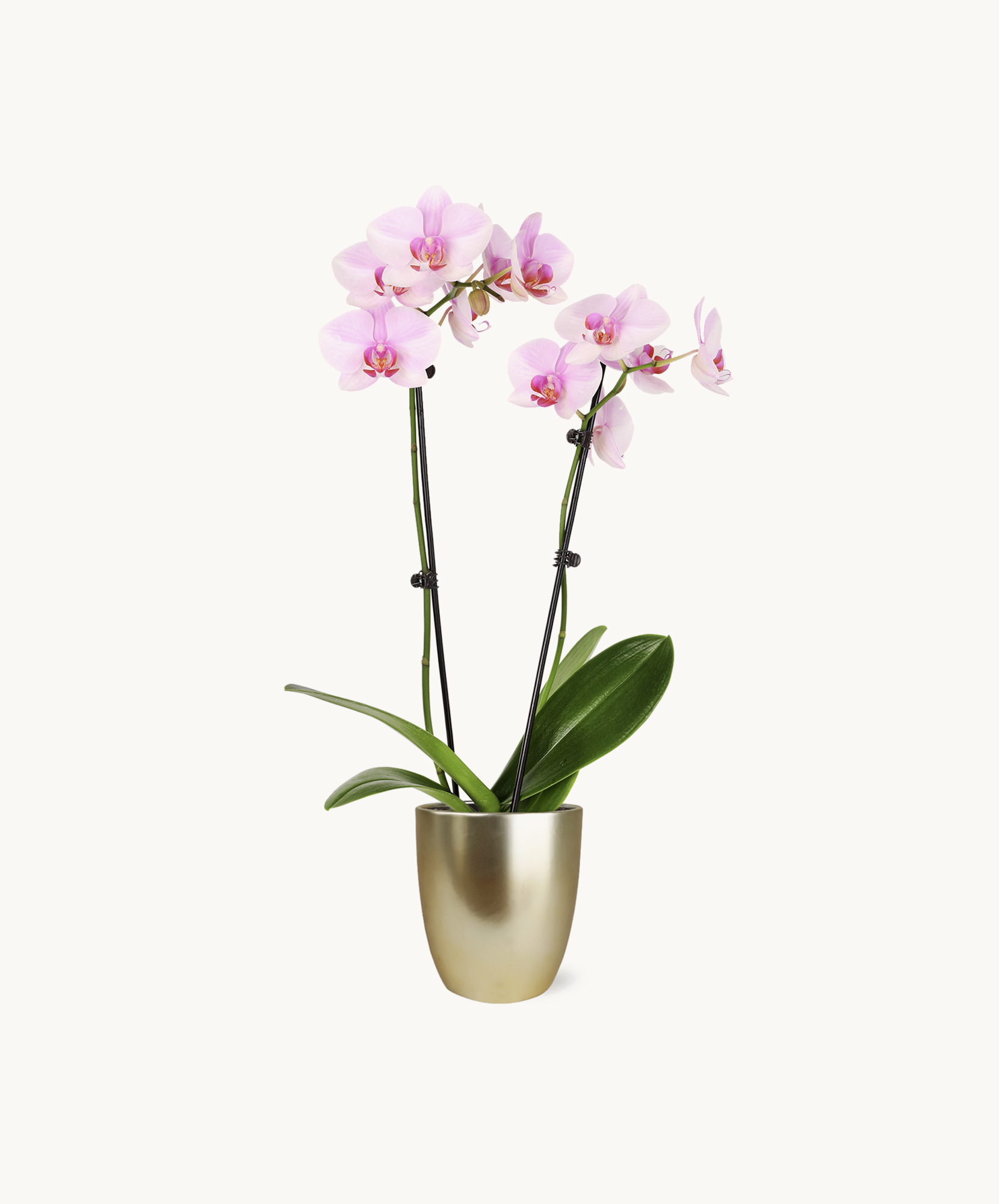 Elegant pink orchids in a sleek gold pot, perfect for home decor and gifting.