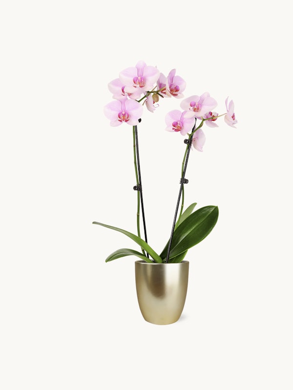 A vibrant pink Phalaenopsis orchid with multiple blossoms on elongated stems, displayed in a sleek golden pot against a white background.