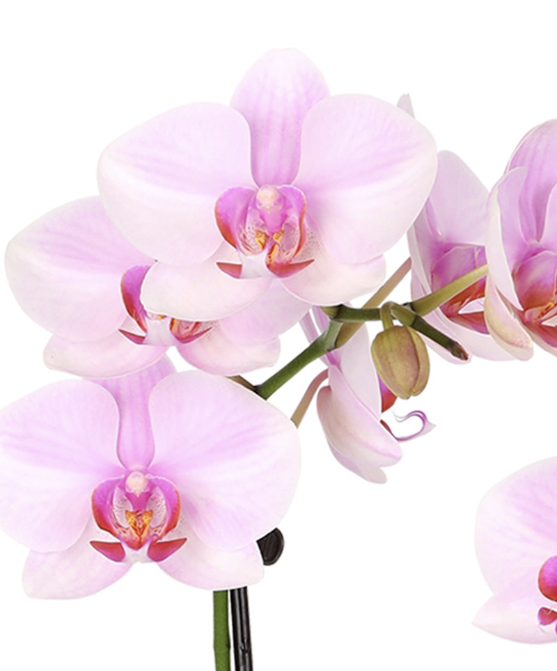 A close-up of a vibrant pink Phalaenopsis orchid, showcasing its delicate petals and distinctive labellum against a white background.