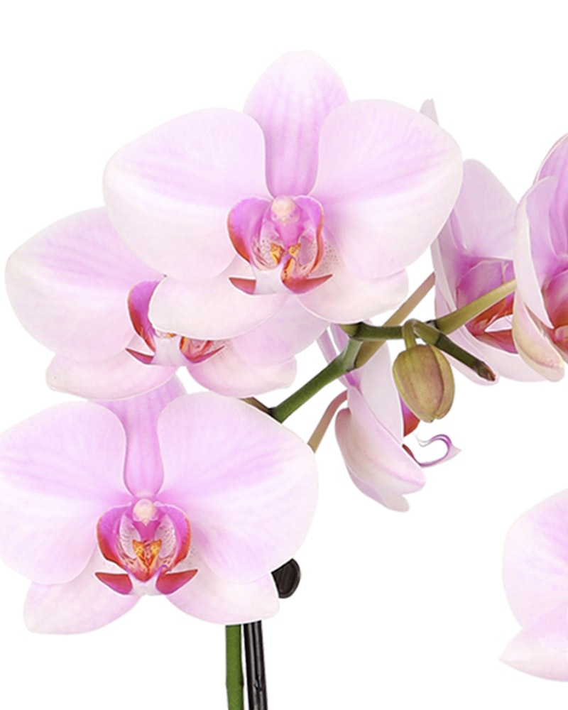 A close-up of a vibrant pink Phalaenopsis orchid, showcasing its delicate petals and distinctive labellum against a white background.