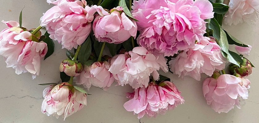 Delicate pink peonies with lush green foliage, perfect for elegant floral arrangements.
