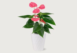 Vibrant pink anthurium plant in a white textured pot against a neutral background, showcasing its glossy heart-shaped flowers and green leaves.