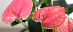 Close-up of vibrant pink anthurium flowers with prominent spadix, surrounded by lush green leaves, showcasing the natural beauty and texture of the plant.