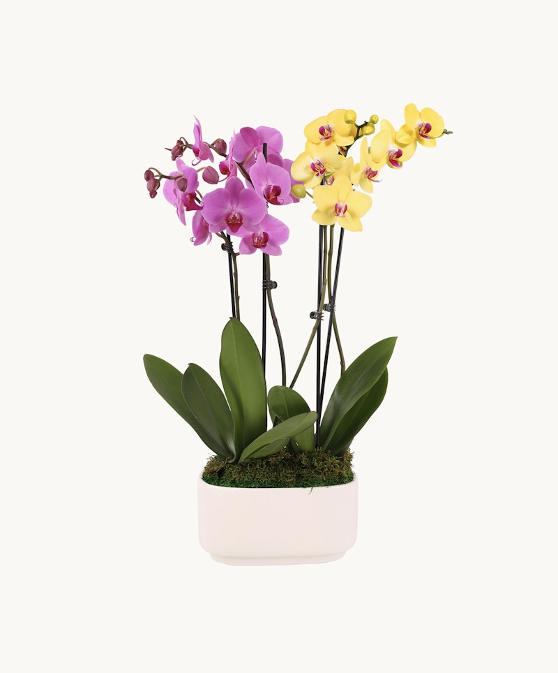 Vibrant pink and yellow orchids with green leaves in a white rectangular planter, isolated on a white background, depicting a peaceful and natural aesthetic.