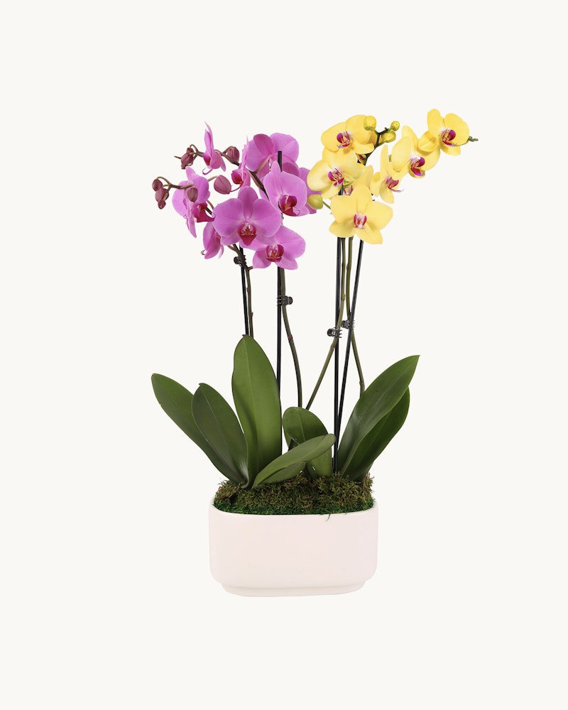 Vibrant pink and yellow orchids with green leaves in a white rectangular planter, isolated on a white background, depicting a peaceful and natural aesthetic.