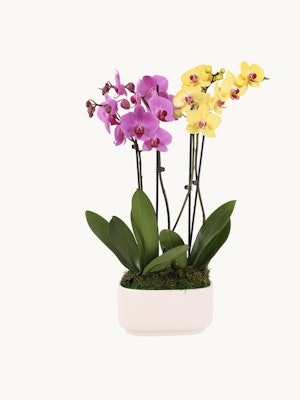 Colorful orchid arrangement with purple and yellow blooms in a sleek white pot.