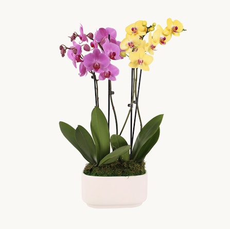 Colorful orchid arrangement with purple and yellow blooms in a sleek white pot.