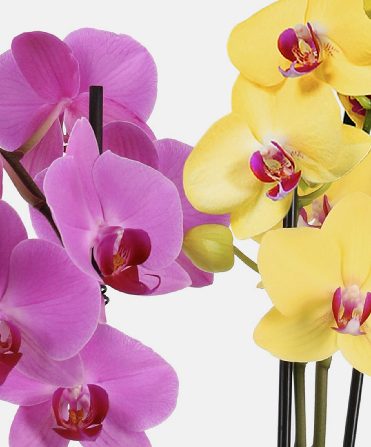 Elegant arrangement of pink and yellow orchids, showcasing vibrant blooms and fine details.