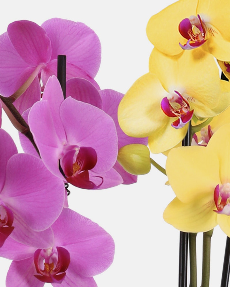 Vibrant purple and yellow orchid blossoms with delicate petals and prominent central parts, arrayed against a plain white background.