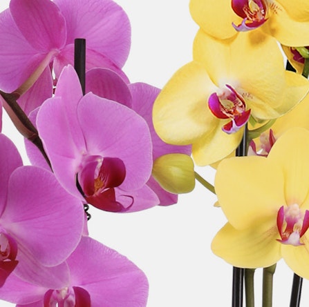 Elegant arrangement of pink and yellow orchids, showcasing vibrant blooms and fine details.