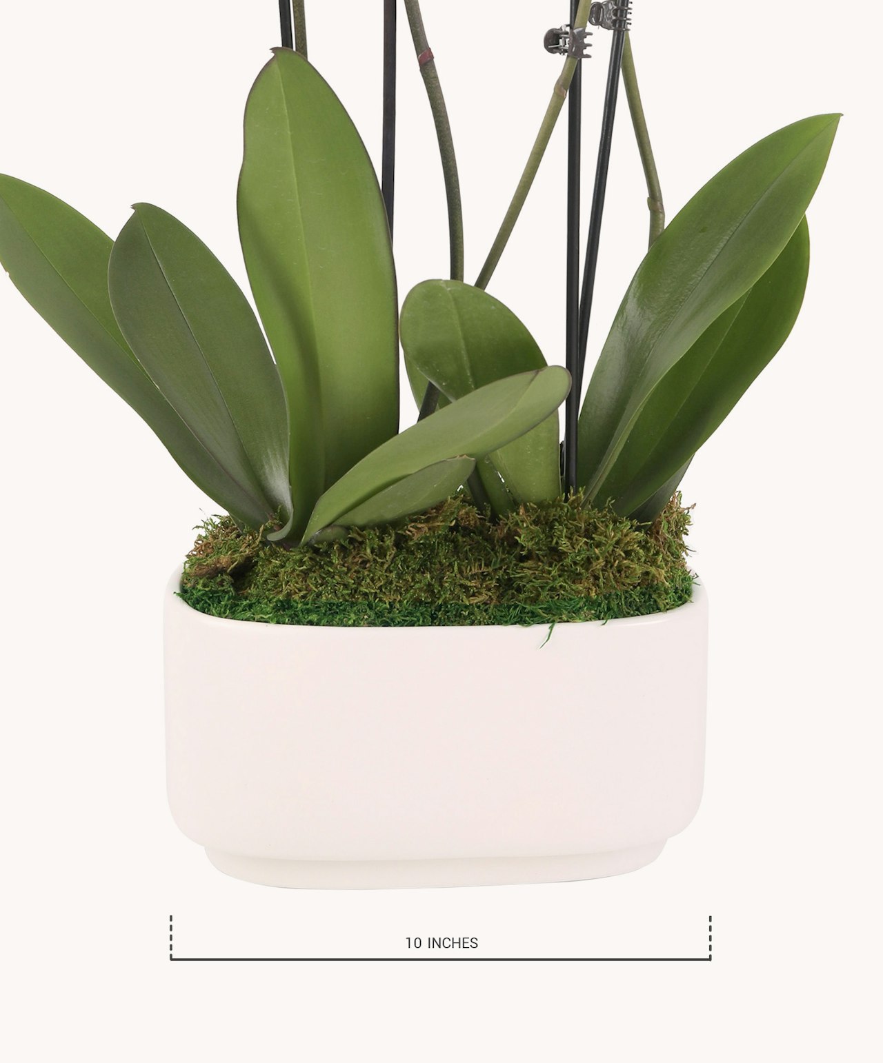 Elegant white planter showcasing lush green orchid leaves, measuring 10 inches in height.