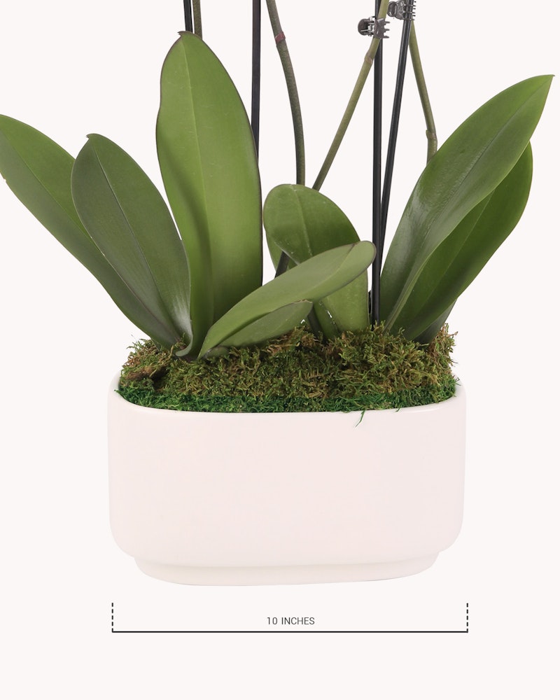 An elegant orchid with lush green leaves and no visible blooms, planted in a contemporary white pot, complemented by a layer of green moss, against a white background.