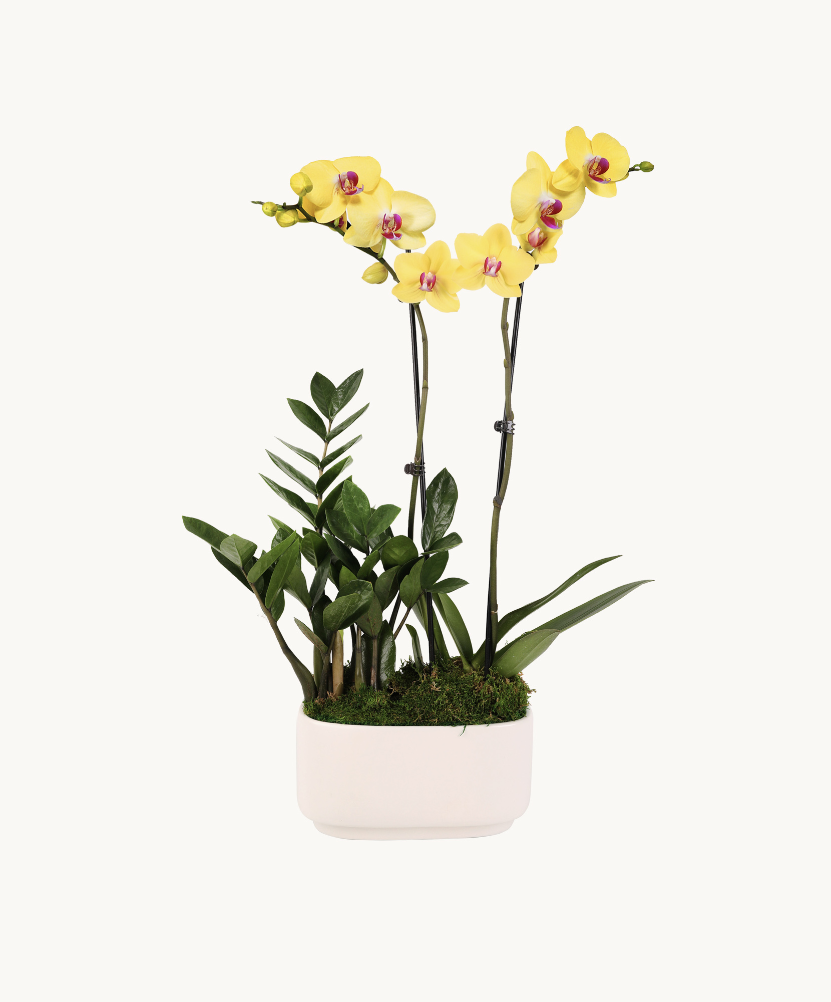 Elegant yellow orchids paired with lush green foliage in a modern white planter.