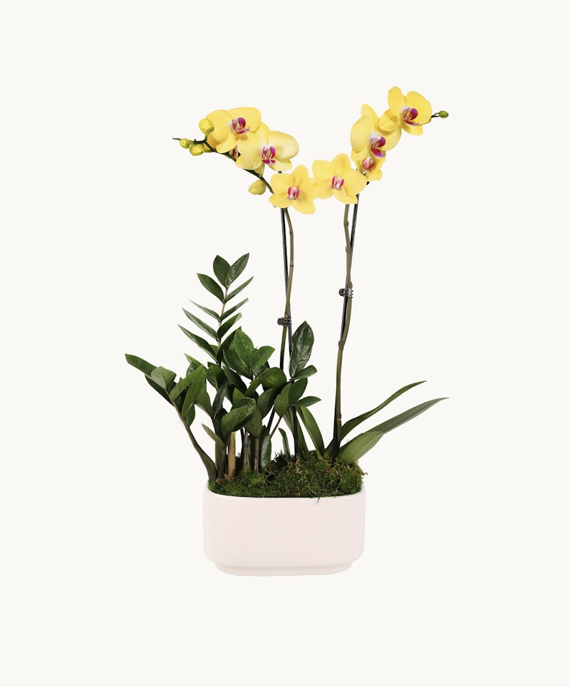 Elegant yellow phalaenopsis orchid with burgundy centers, green leaves, and moss in a modern white rectangular planter against a clean white background.