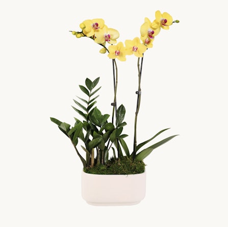Elegant yellow orchids paired with lush green foliage in a modern white planter.