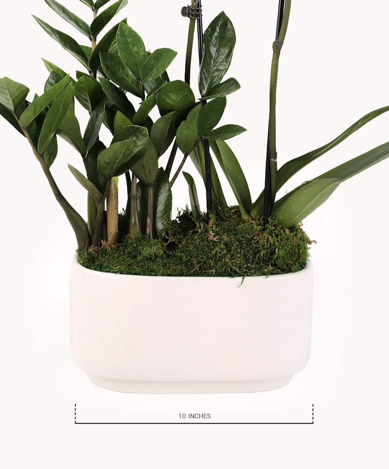 Lush green potted plant with broad leaves in a minimalist white oval planter, featuring moss-covered soil, against a white background, with measurement indication of 10 inches.