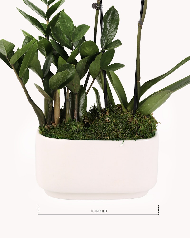 Lush green potted plant with broad leaves in a minimalist white oval planter, featuring moss-covered soil, against a white background, with measurement indication of 10 inches.