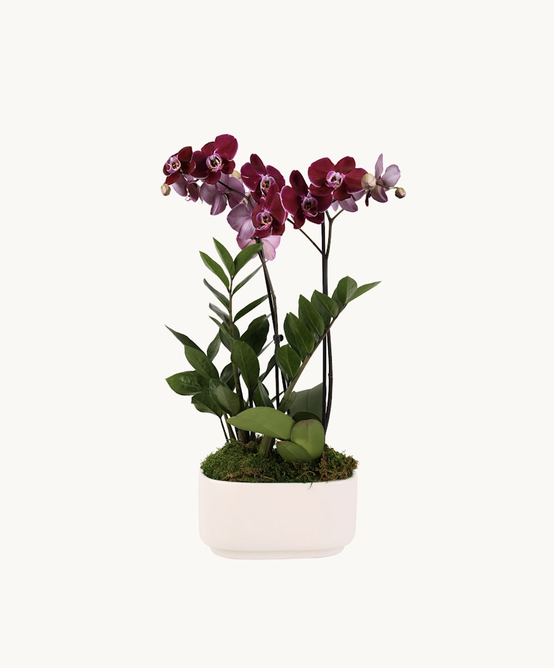 Elegant purple orchids with lush green leaves blooming in a chic rectangular white planter against a clean white background, ideal for modern home decor.