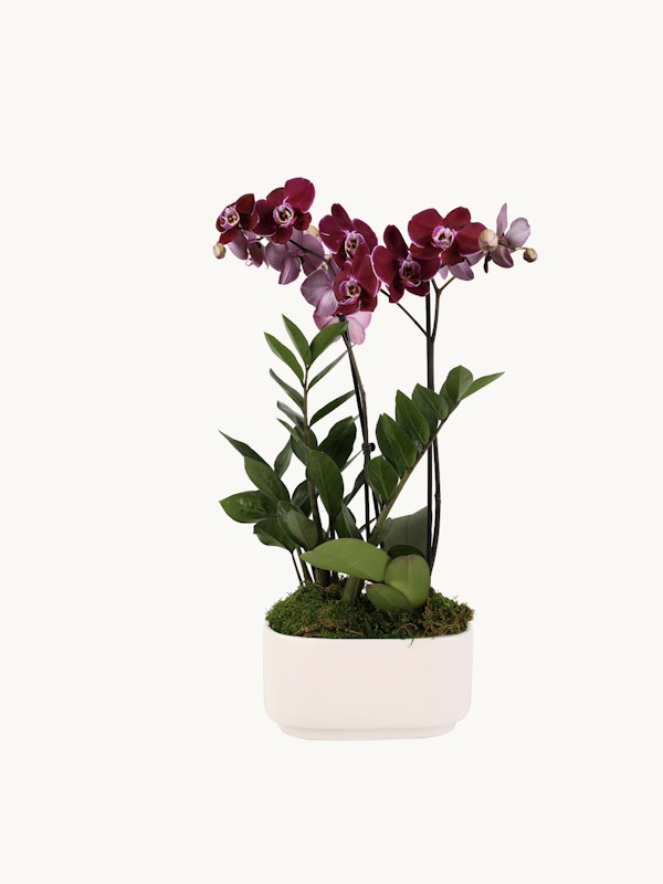 Elegant purple orchids with lush green leaves blooming in a chic rectangular white planter against a clean white background, ideal for modern home decor.