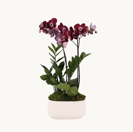 Elegant purple orchid arrangement with lush greenery in a sleek white pot, perfect for home decor.