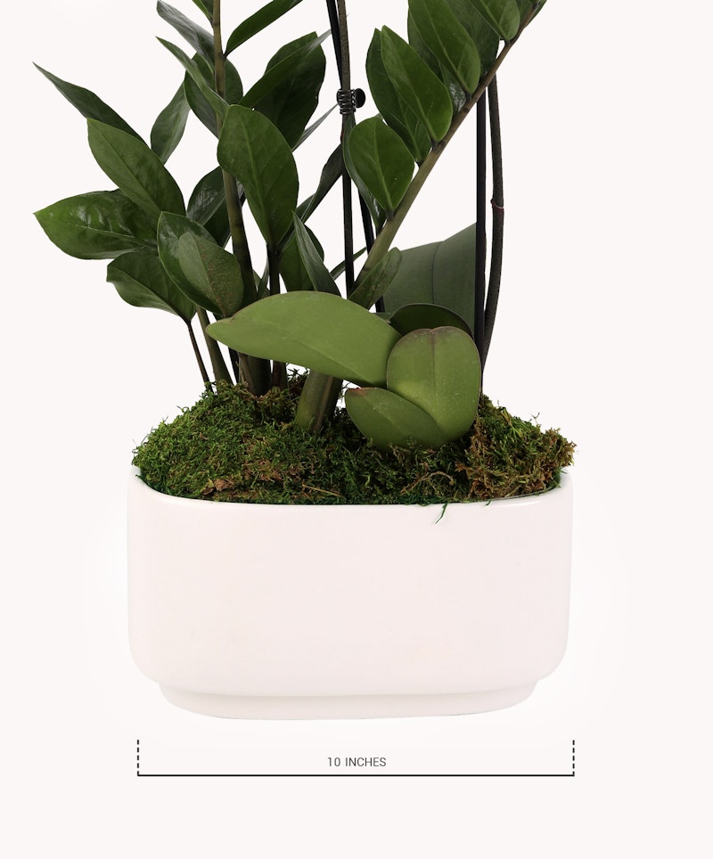 A lush potted green plant with broad leaves and visible green moss at the base, presented in a simple white oval-shaped planter, with a "10 inches" label indicating size.