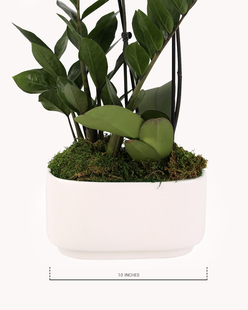 A lush potted green plant with broad leaves and visible green moss at the base, presented in a simple white oval-shaped planter, with a "10 inches" label indicating size.