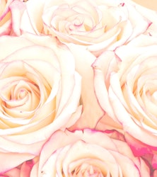 Close-up of a bouquet of soft pink roses with delicate petals and subtle hints of yellow at the center, exuding a gentle and romantic vibe.